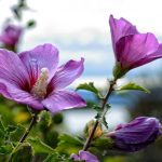 Jak prawidłowo przycinać hibiskus, aby uzyskać bujny krzew?