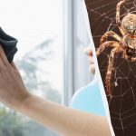 Jeden produkt czyści okna do połysku i pozbywa się pająków: