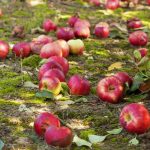 Zepsute jabłka to nie nawóz: 4 powody, dla których zepsute