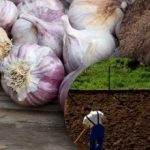 Zimowy czosnek tego nie lubi: ogrodnik odkrył sekret idealnej grządki